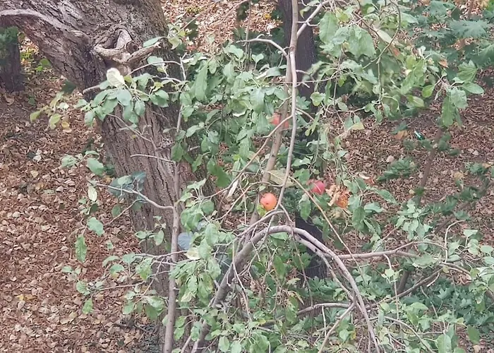 Casa Georgia Titan Apartman Bukarest